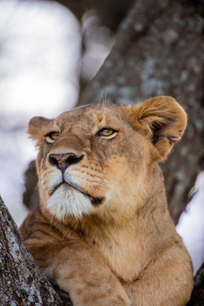 Tanzania safari