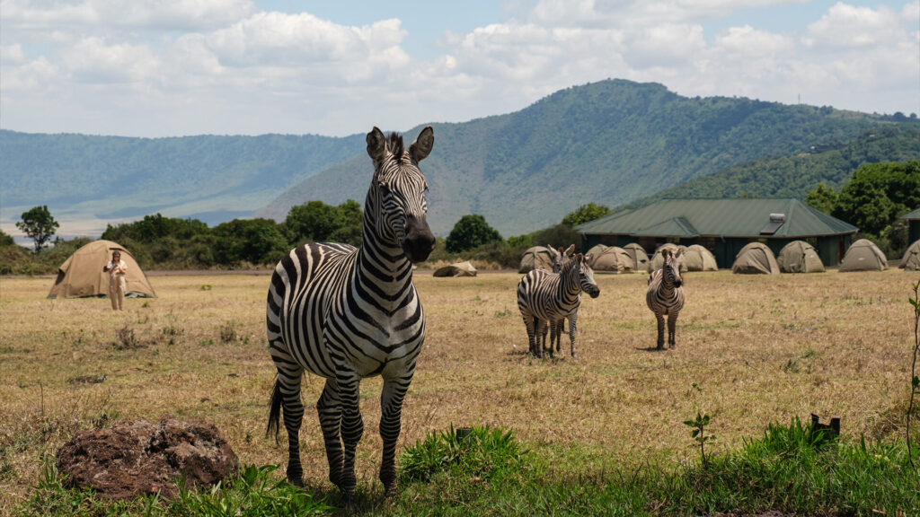 camping safari tanzania
